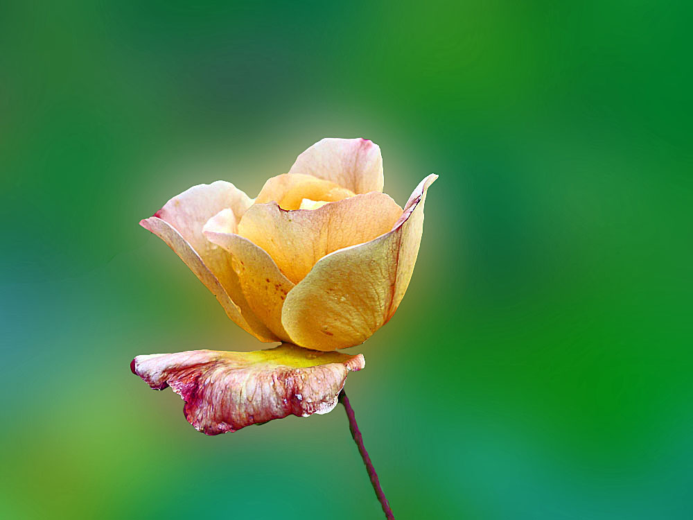 Freistellen einer Rose