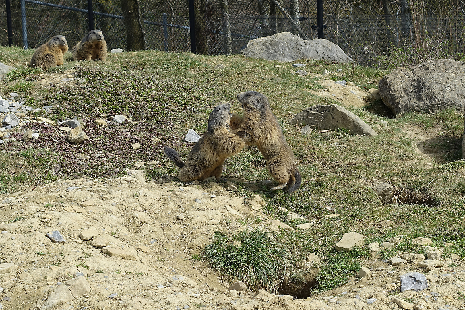 Freistilkampf der Murmeltiere