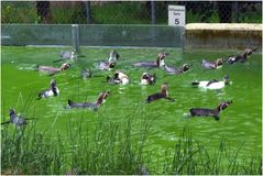 Freistilschwimmen der Pinguine (Zoo Neuwied)