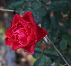 Freitag der 13.11.2020 Gartenrose