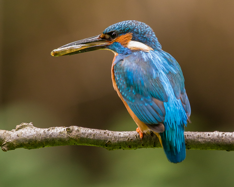 Freitag gibt es Fisch