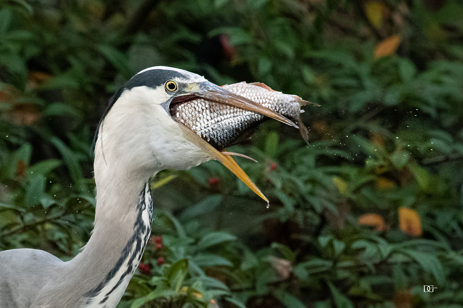 Freitag gibt es Fisch