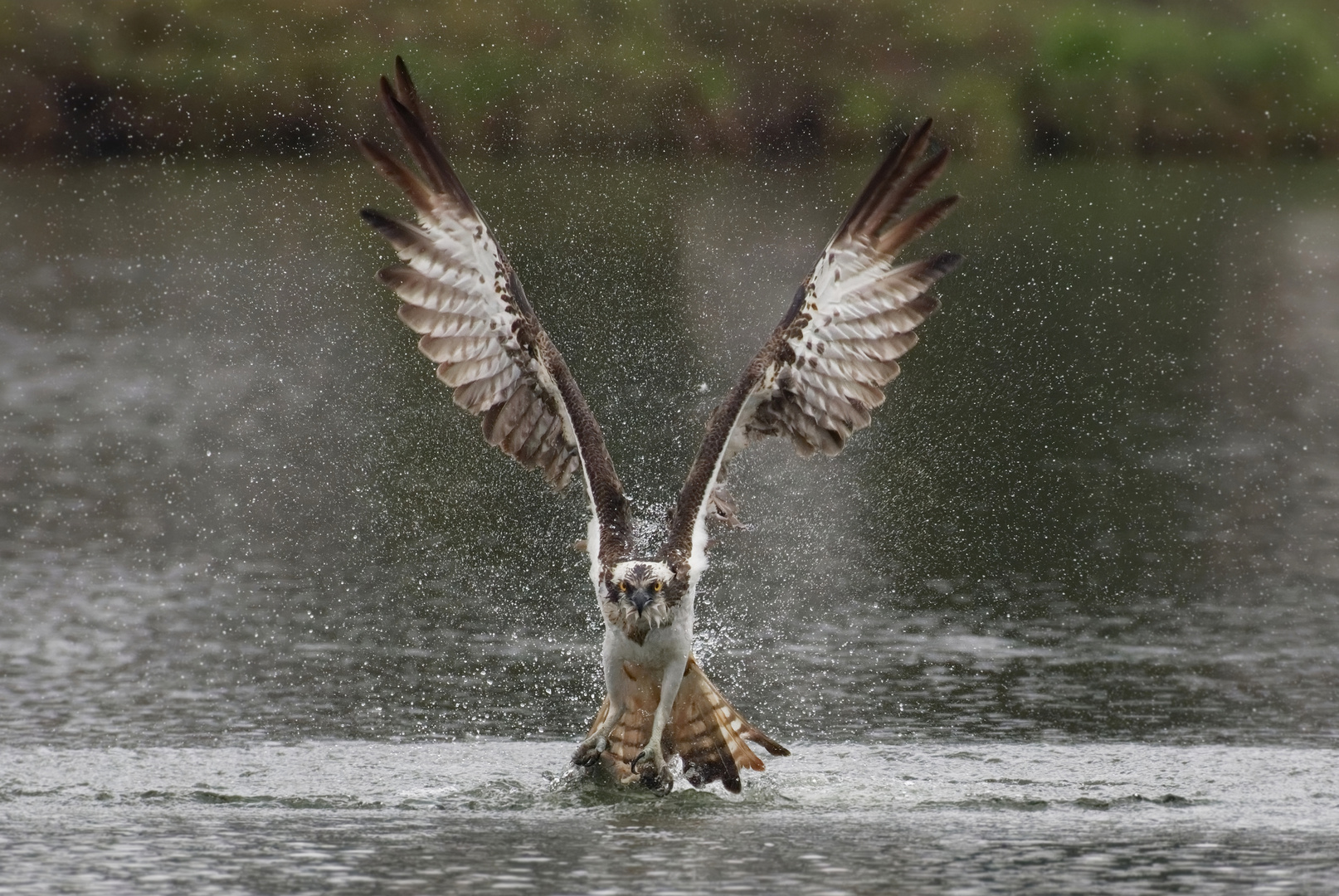 Freitag gibt es  Fisch! Egal wie das Wetter ist! Fischadler - (Pandion haliaetus)