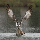 Freitag gibt es  Fisch! Egal wie das Wetter ist! Fischadler - (Pandion haliaetus)