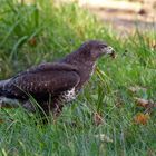 Freitag gibt es Frosch: Mäusebussard ( Buteo buteo)  mit erbeutetem Frosch