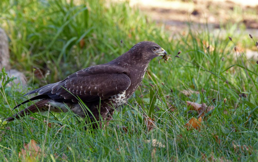 Freitag gibt es Frosch: Mäusebussard ( Buteo buteo)  mit erbeutetem Frosch