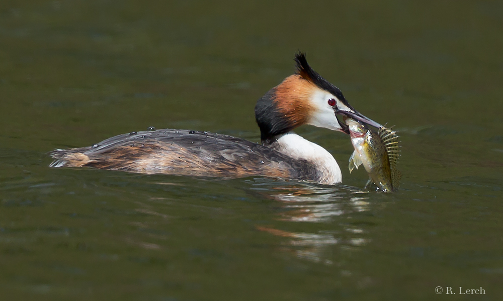 Freitag - heute gibt es Fisch!