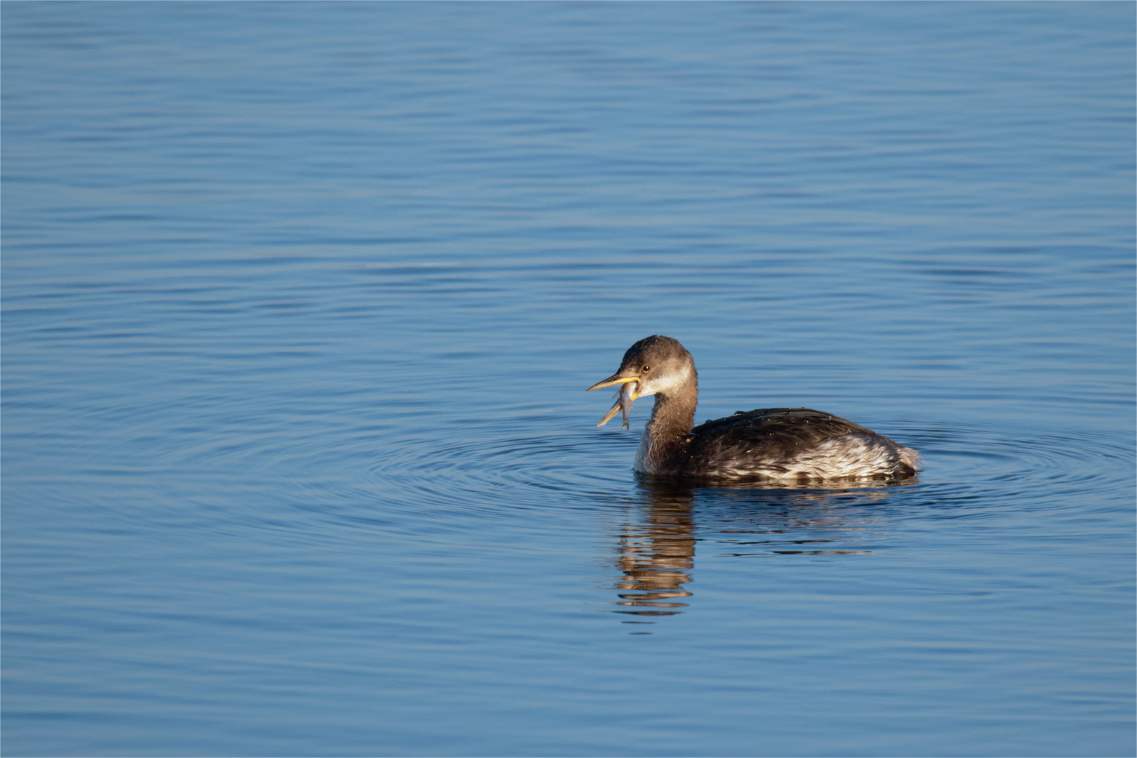 Freitag ist Fischtag... auch beim Rothalstaucher (Podiceps grisegena)