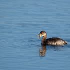 Freitag ist Fischtag... auch beim Rothalstaucher (Podiceps grisegena)