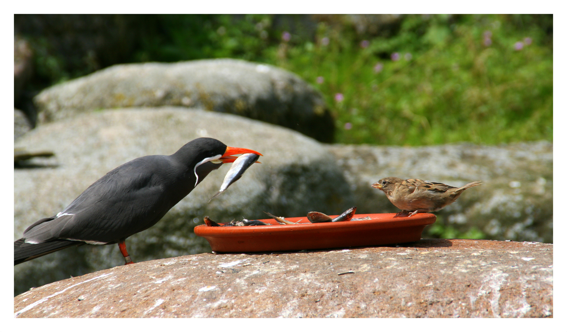 Freitag ist Fischtag...3