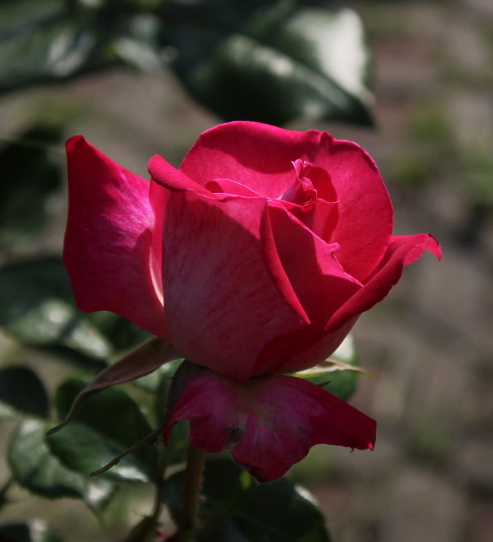 Freitag ist Rosentag, wie immer