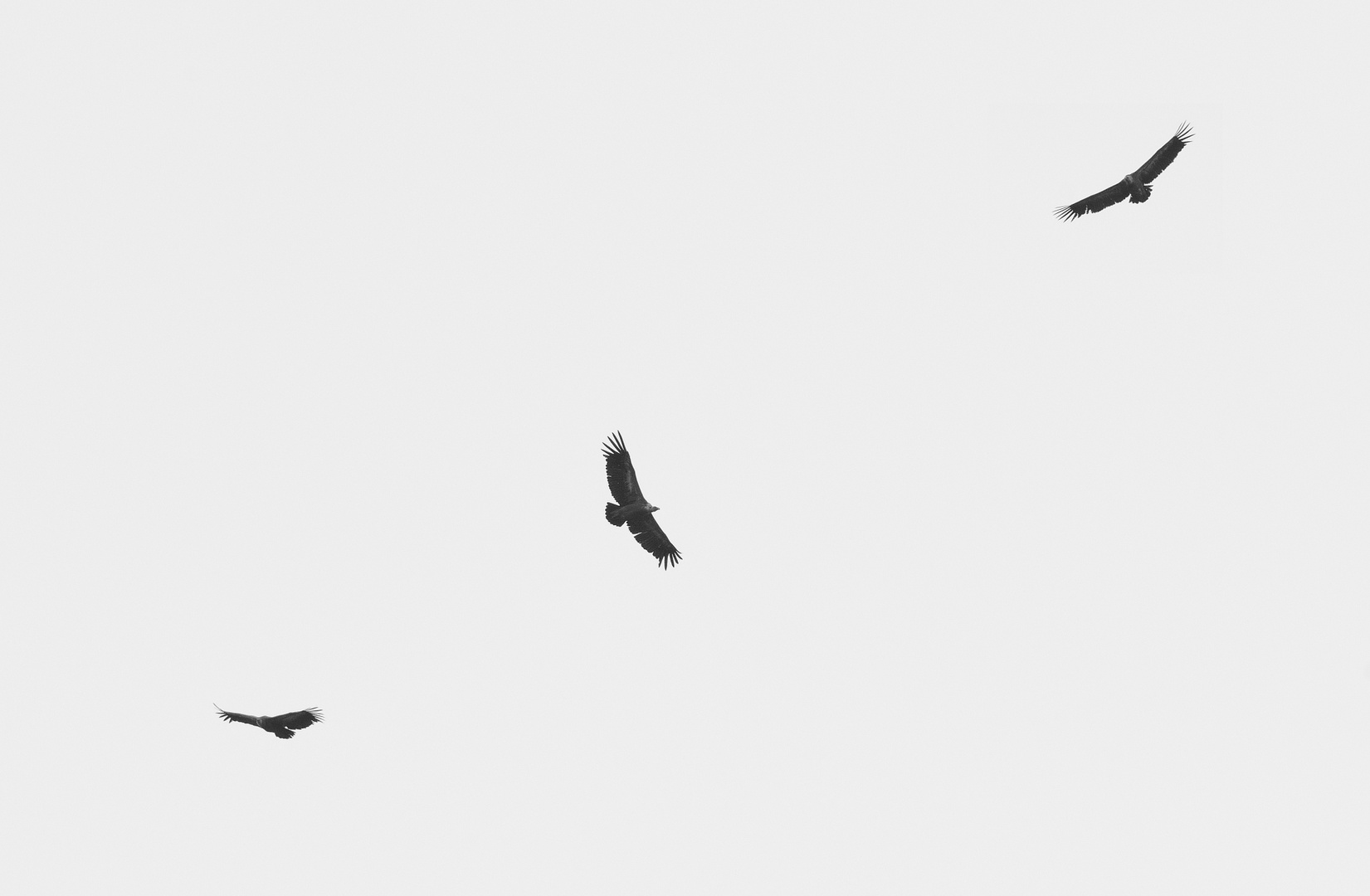 Freitag, Schwarz weiß, monochrome, Blanco y negro 