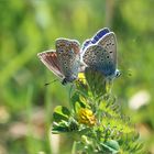 Freitag wird Geheiratet