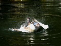 Freitags-Badespaß am Burgweiher...