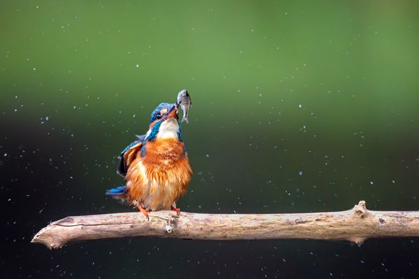 Freitags gibt es Fisch...