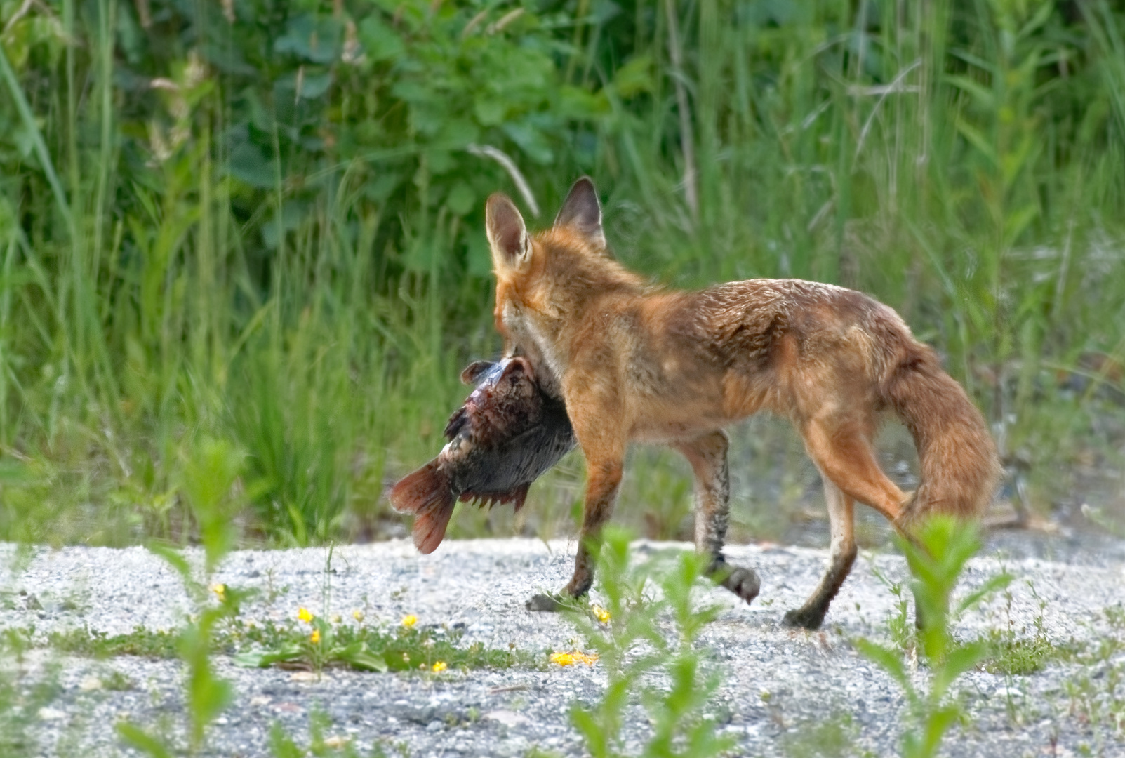 Freitags gibt es Fisch... auch bei den Füchsen (Vulpes vulpes) 