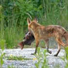 Freitags gibt es Fisch... auch bei den Füchsen (Vulpes vulpes) 