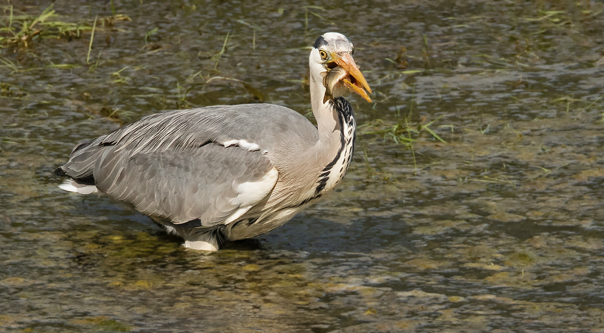 Freitags gibt`s Fisch