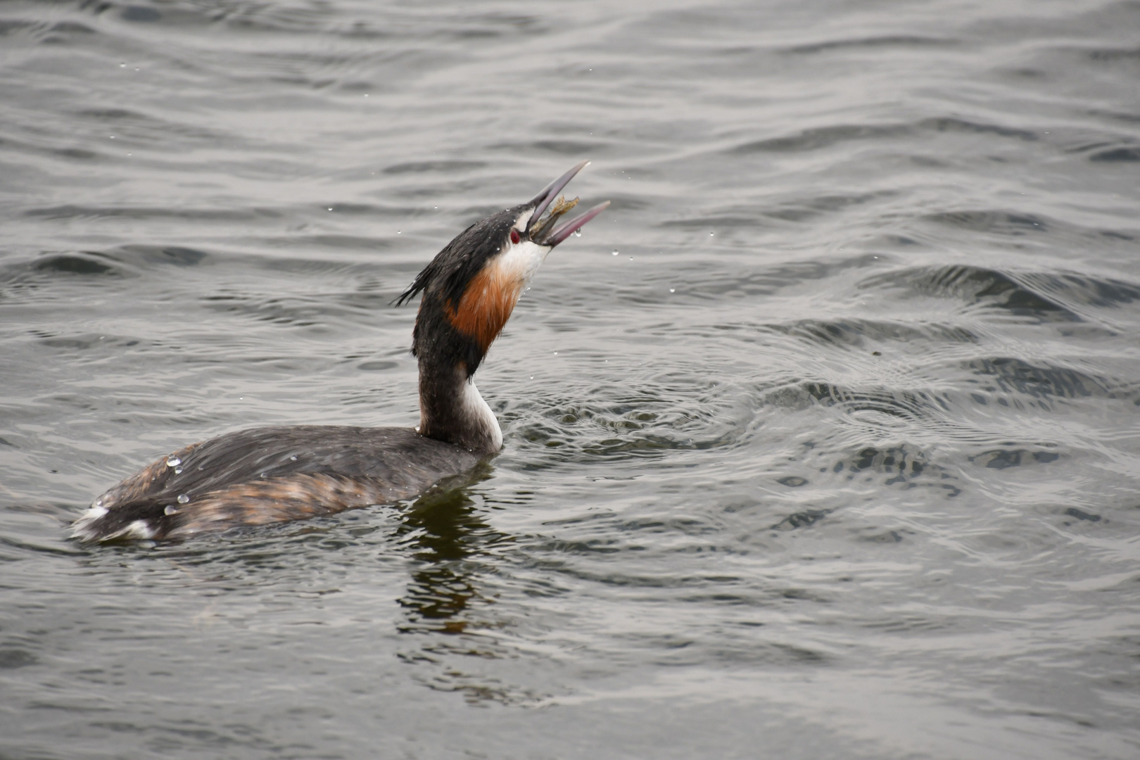 Freitags Gibt´s Fisch