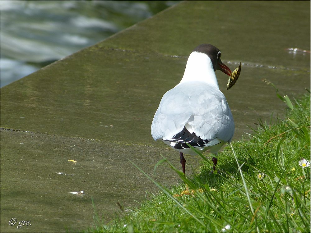 Freitags gibts Fisch