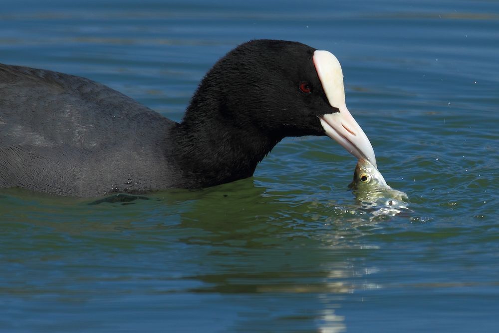 Freitags... gibt´s Fisch!