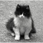 Freitags-Katze,