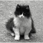 Freitags-Katze,