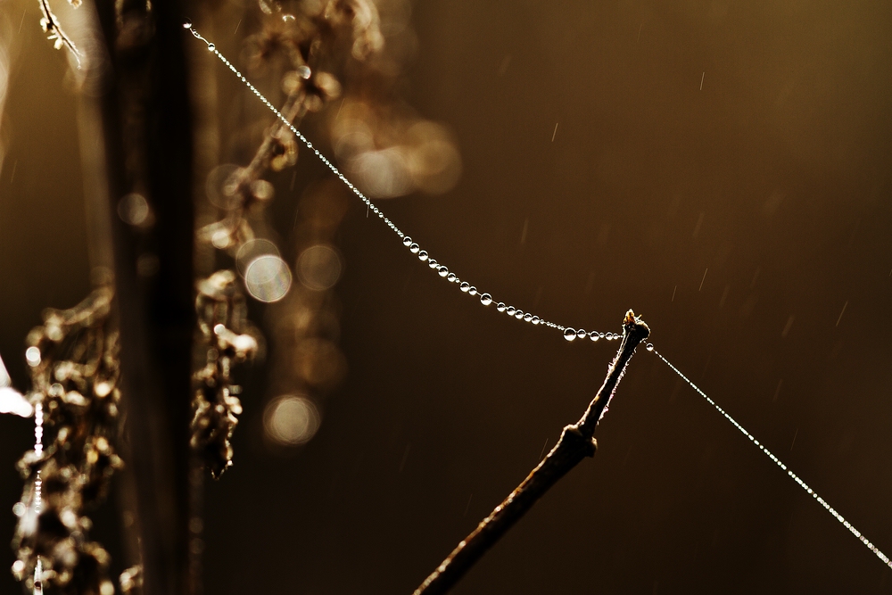 Freitags-Regen-Blümchen