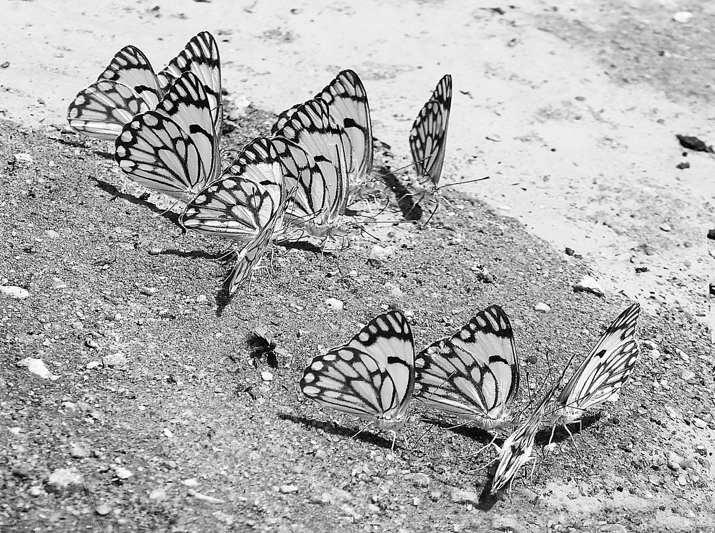 Freitags-Schmetterlinge