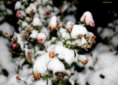 Freitags-Schnee-Rosen