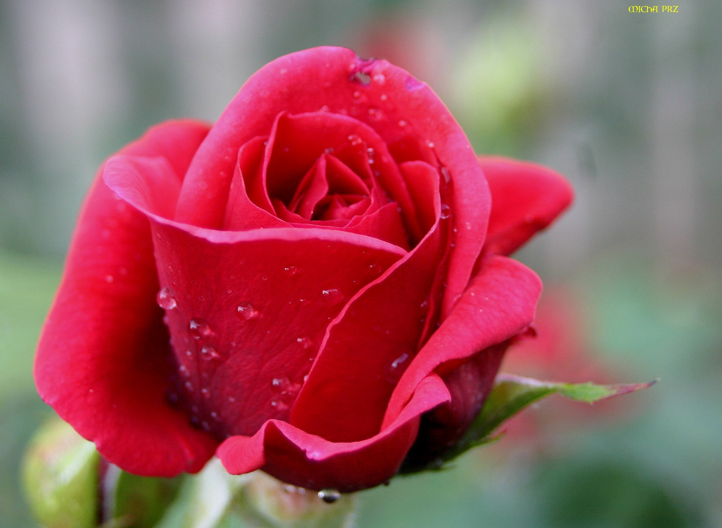 Freitags-Trauer-Rose für Queen Elisateth 