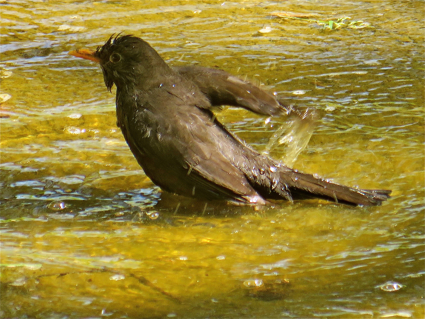 ... + Freitags wird gebadet !!!...