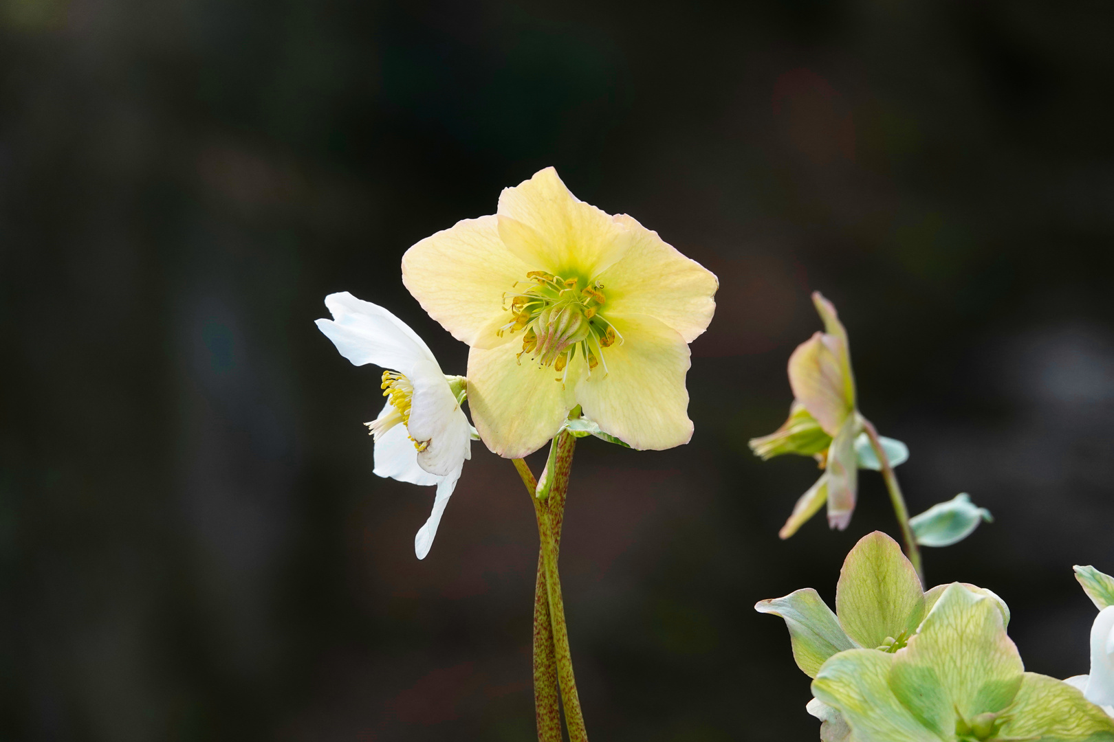 Freitagsblümchen