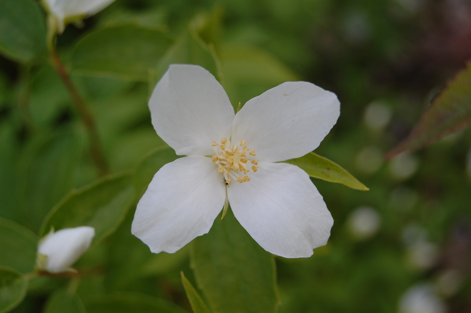 Freitagsblümchen