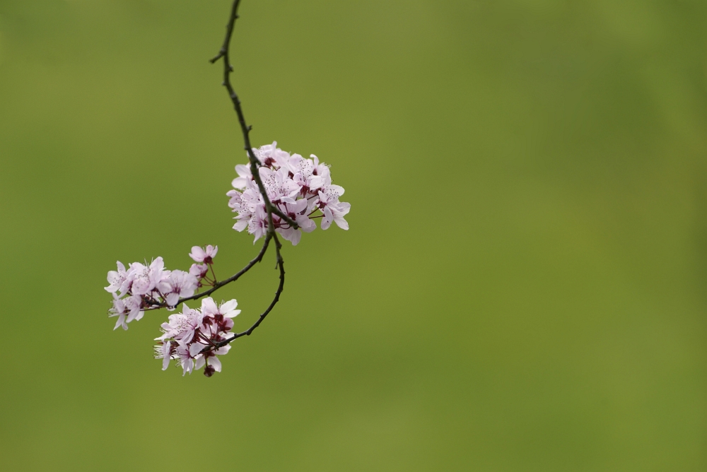 Freitagsblümchen