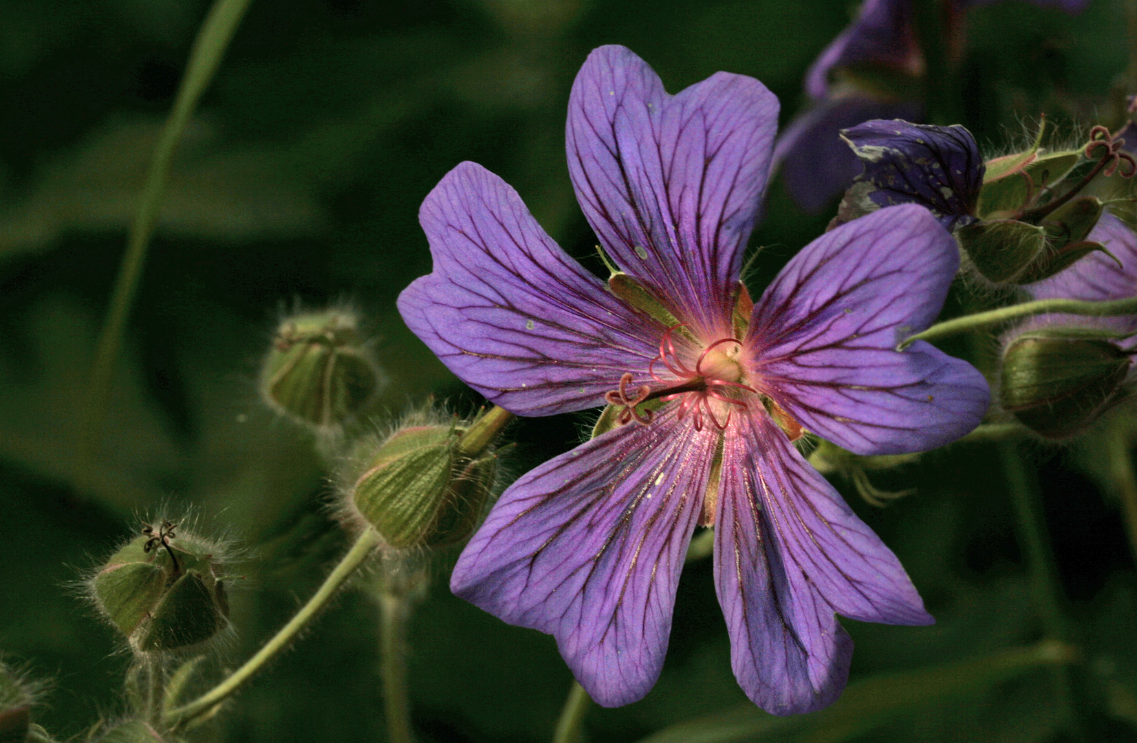 Freitagsblümchen