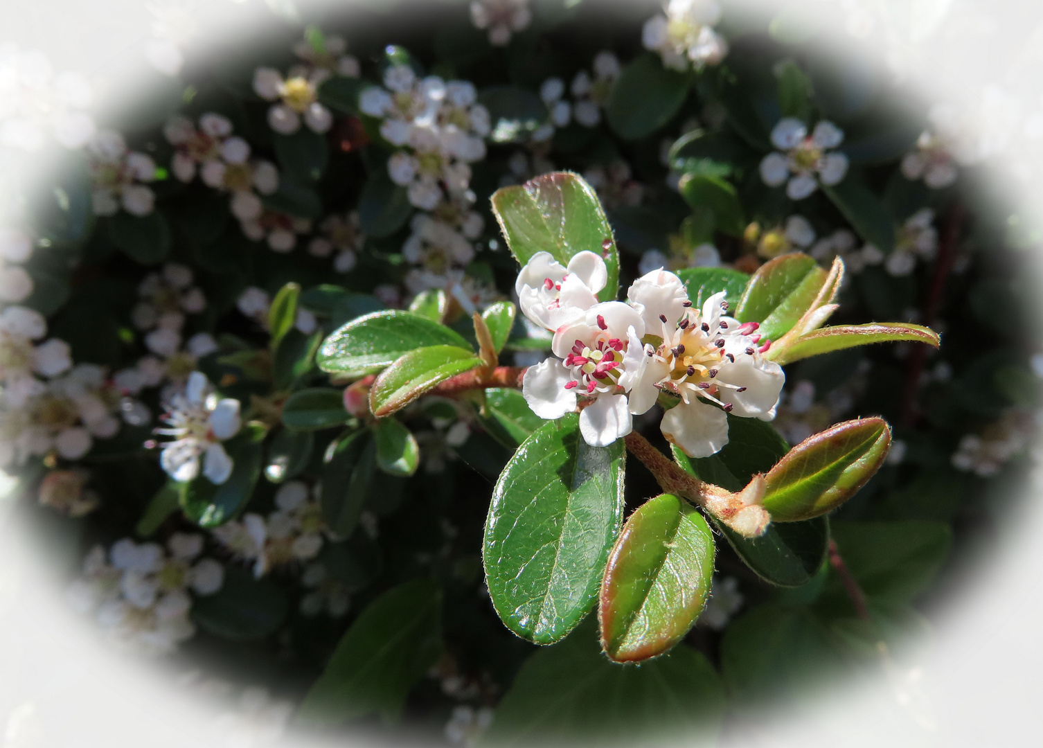 Freitagsblümchen