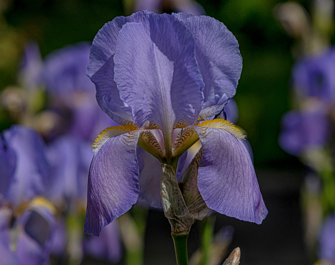 Freitagsblümchen