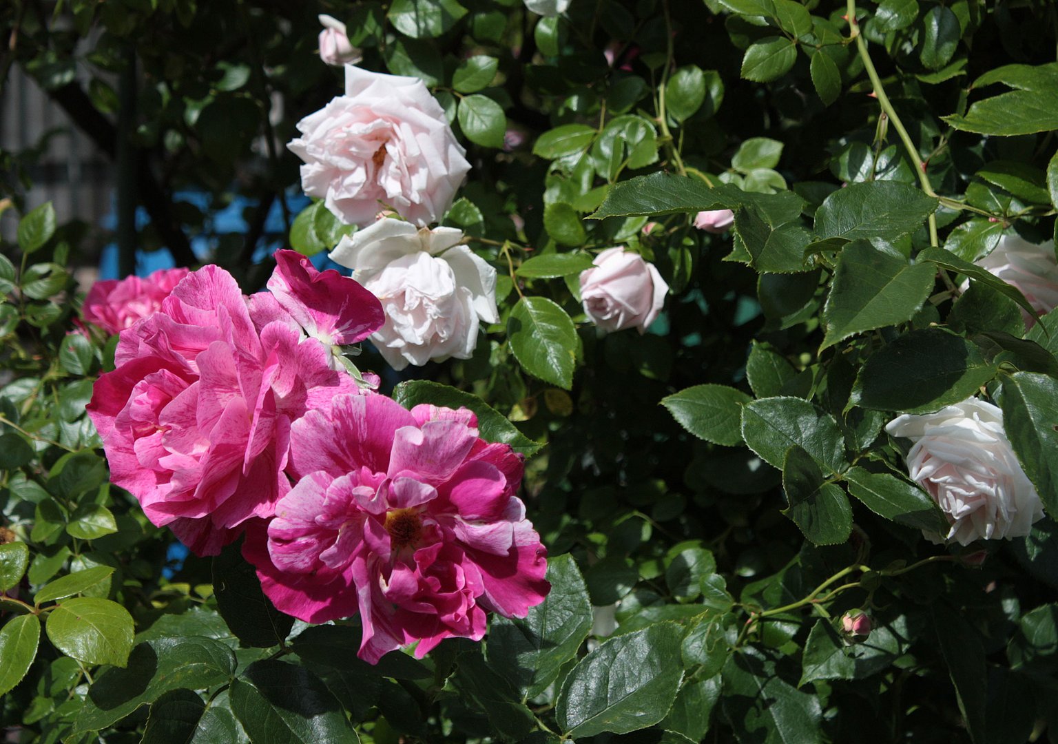 Freitagsgruß mit Rosen