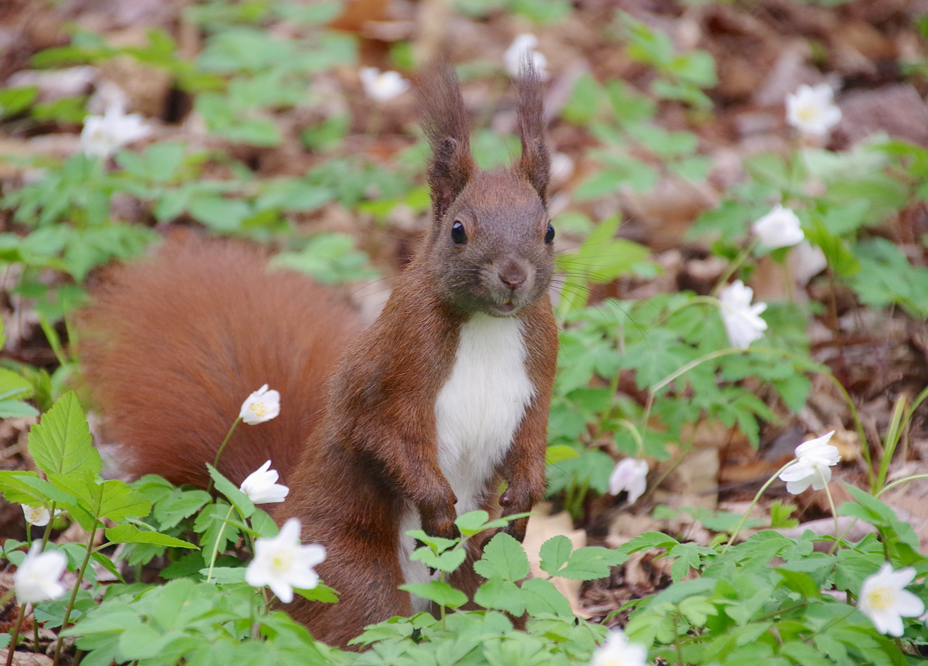 Freitagshörnchen