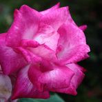 Freitagsrose 0156