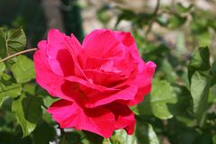 Freitagsrose 10807