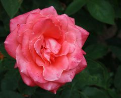 Freitagsrose 10852