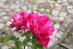 Freitagsrose 10855