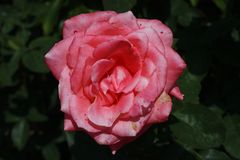 Freitagsrose 10907