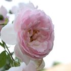 Freitagsrose 10912