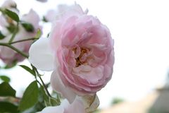 Freitagsrose 10912