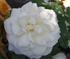 Freitagsrose 10914