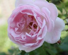 Freitagsrose 10915