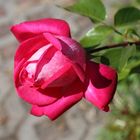 Freitagsrose 110028